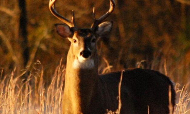How to Track Deer: Essential Tips for Ethical and Effective Hunting Success