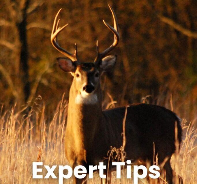 How to Track Deer: Essential Tips for Ethical and Effective Hunting Success