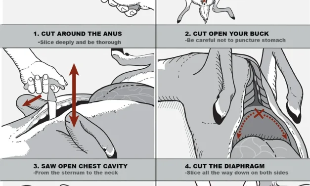 How to Field Dress a Deer: The Ultimate Step-by-Step Guide for Hunters