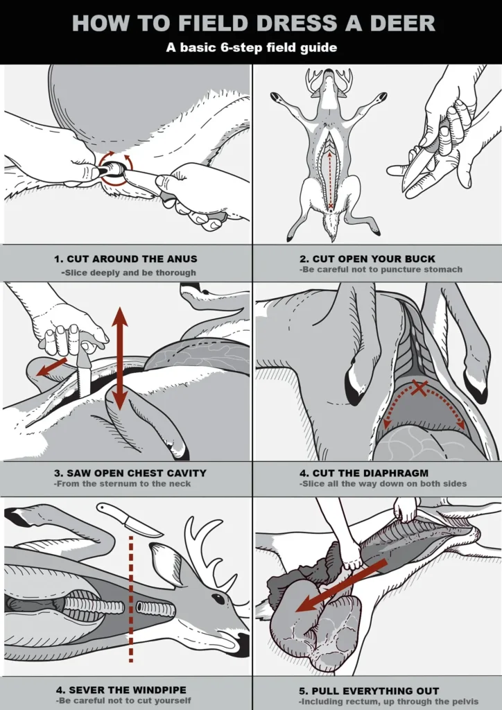 How to Field Dress a Deer: The Ultimate Step-by-Step Guide for Hunters