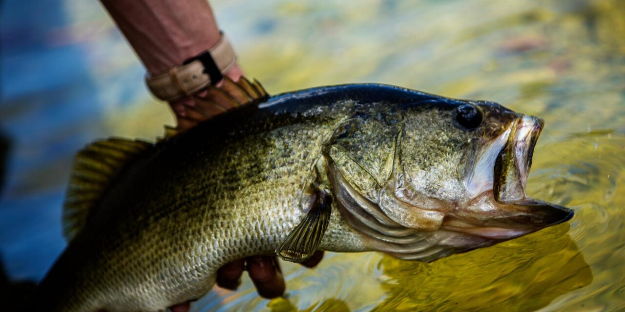 Essential Bass Fishing Tips to Catch More Fish and Improve Your Skills