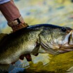 Essential Bass Fishing Tips to Catch More Fish and Improve Your Skills