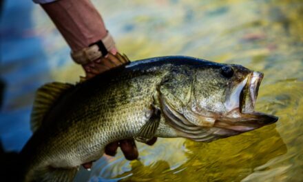 Essential Bass Fishing Tips to Catch More Fish and Improve Your Skills